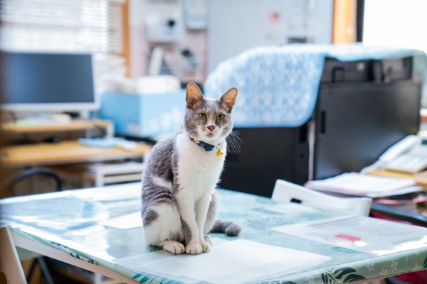 PTさん、OTさん募集中